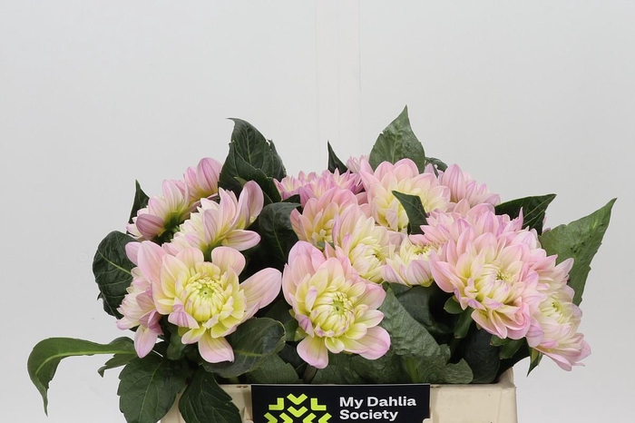 <h4>Dahlia Dianas Memory</h4>