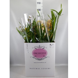 Cymbidium   ...mix