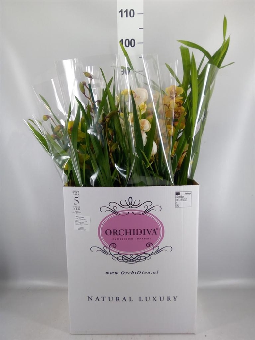 <h4>Cymbidium   ...mix</h4>