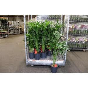 Howea Forsteriana