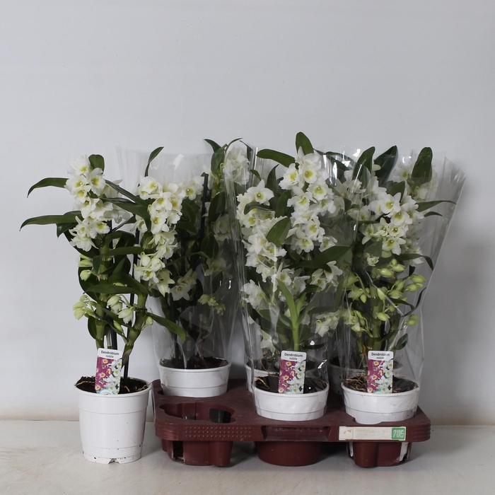 <h4>DENDR N SC APOLLON</h4>