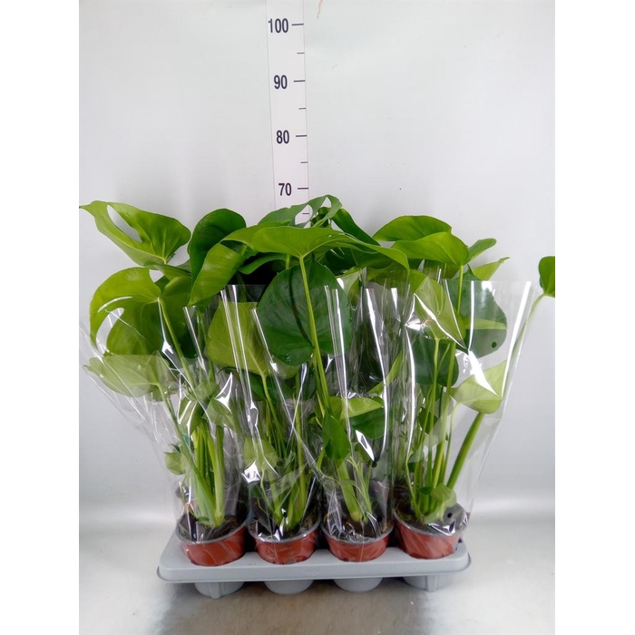 <h4>Monstera delic.</h4>