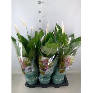 Spathiphyllum  'Bingo Cupido'