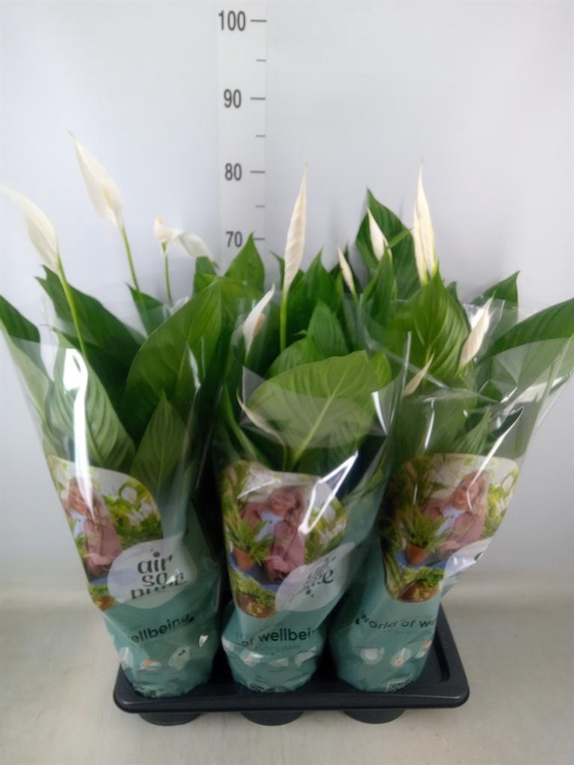 <h4>Spathiphyllum  'Bingo Cupido'</h4>
