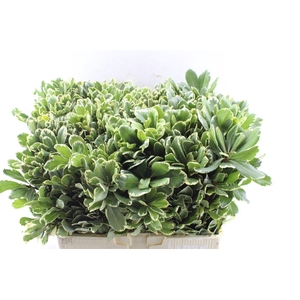 Pittosporum Ilan