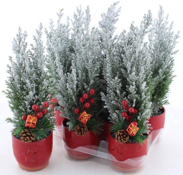 <h4>CHAM L ELLWOODII</h4>