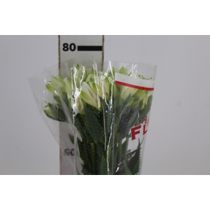ALSTROEMERIA MISTRAL 080 CM