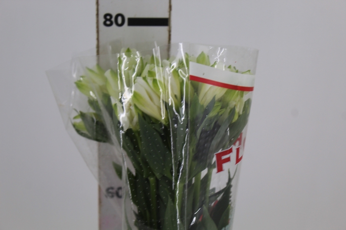 <h4>ALSTROEMERIA MISTRAL 080 CM</h4>
