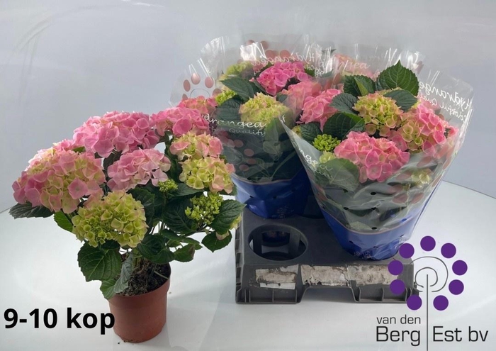 <h4>HYDR M SARENA</h4>