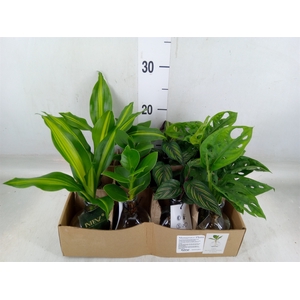 Planten  ..mix