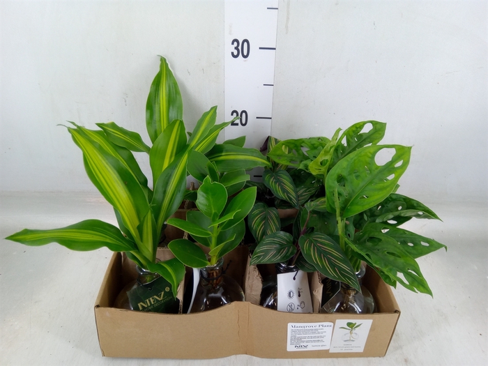 <h4>Planten  ..mix</h4>