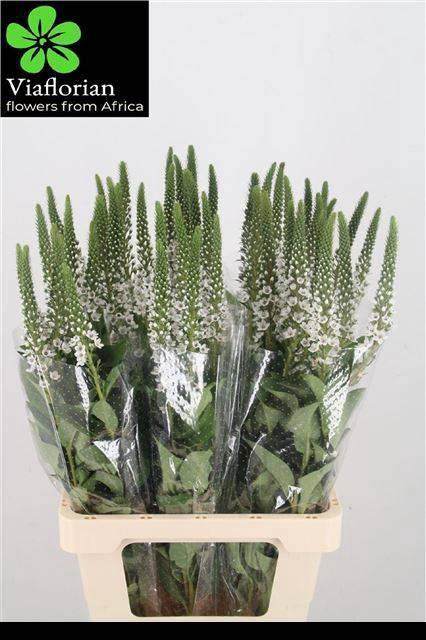 <h4>LYSIM CLETHROIDES</h4>