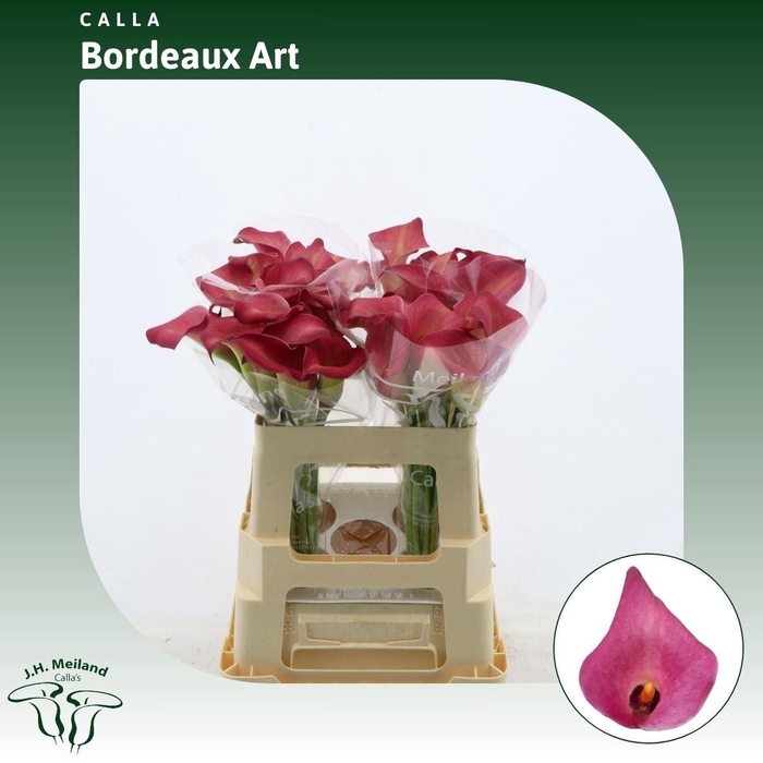 <h4>Calla Bordeaux Art</h4>