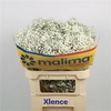 Gyps Pa Xlence