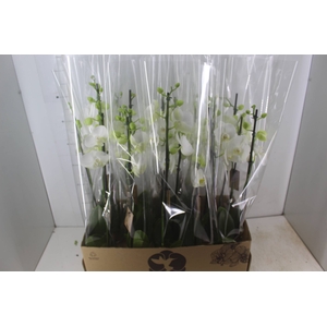 PHALAENOPSIS P12 BRANCO 2 HT