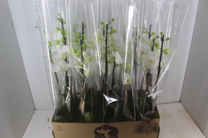<h4>PHALAENOPSIS P12 BRANCO 2 HT</h4>