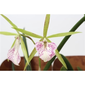 Brassavola mix 2 knop