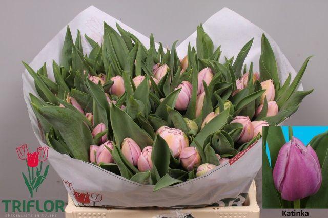 <h4>TU DU KATINKA</h4>