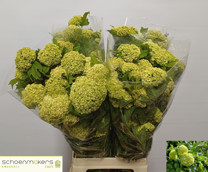 <h4>VIBURNUM ROSEUM ST</h4>