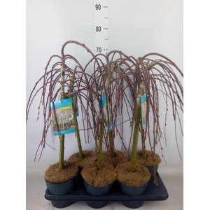 Salix caprea 'Kilmarnock'