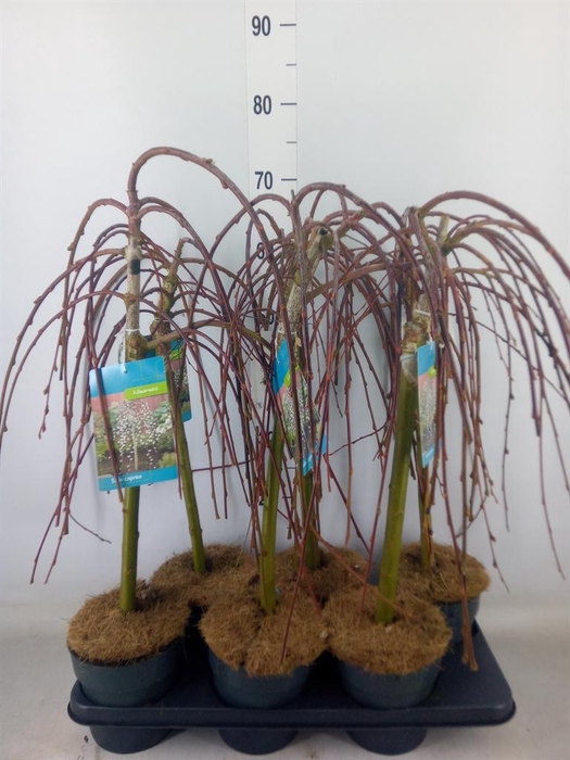 <h4>Salix caprea 'Kilmarnock'</h4>
