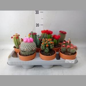 Cactus   ...decorated