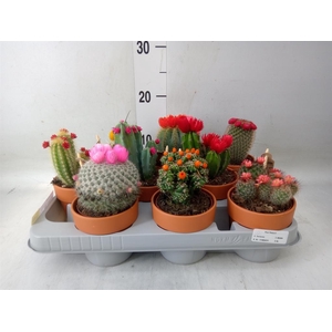 Cactus   ...decorated