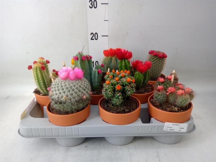 <h4>Cactus   ...decorated</h4>