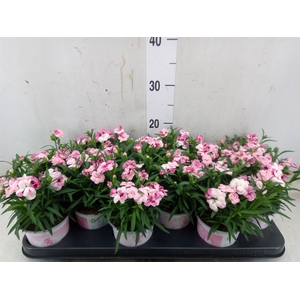 Dianthus  'Sprint Pink and Proud'