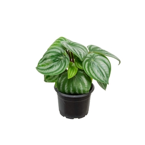 PEPEROMIA MELANCIA P11