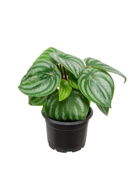 <h4>PEPEROMIA MELANCIA P11</h4>