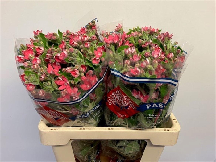 <h4>OXY CO PINK HARMONY</h4>