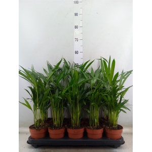 Dypsis lutescens   ...Chrysalidoca