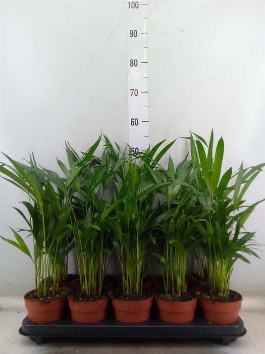 <h4>Dypsis lutescens   ...Chrysalidoca</h4>
