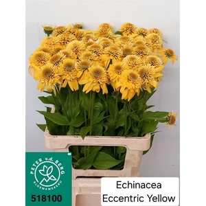 Echinacea Eccentric Yellow