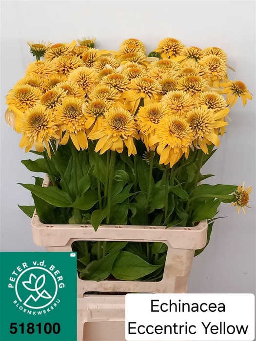 <h4>Echinacea Eccentric Yellow</h4>