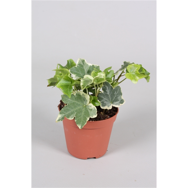 <h4>Hedera helix bont</h4>