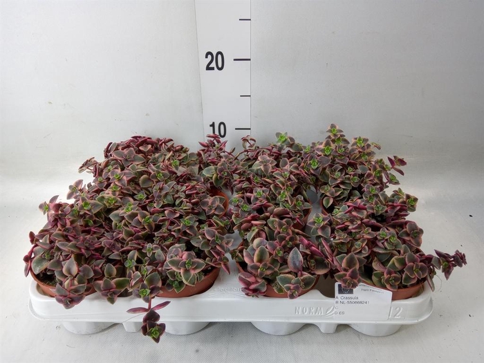 <h4>Crassula   ...</h4>