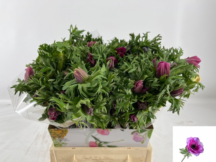 <h4>ANEM CO MAR ORCHID</h4>