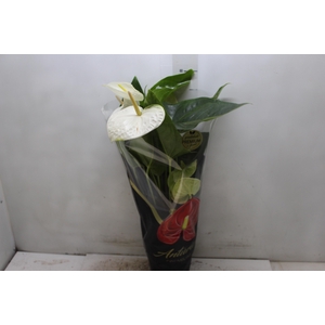 ANTHURIUM ALASKA P17 PREMIUM
