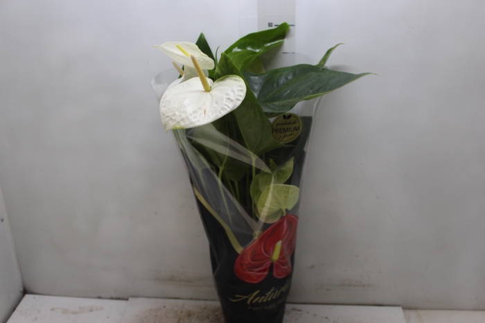 <h4>ANTHURIUM ALASKA P17 PREMIUM</h4>