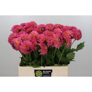 Dahlia Barbados