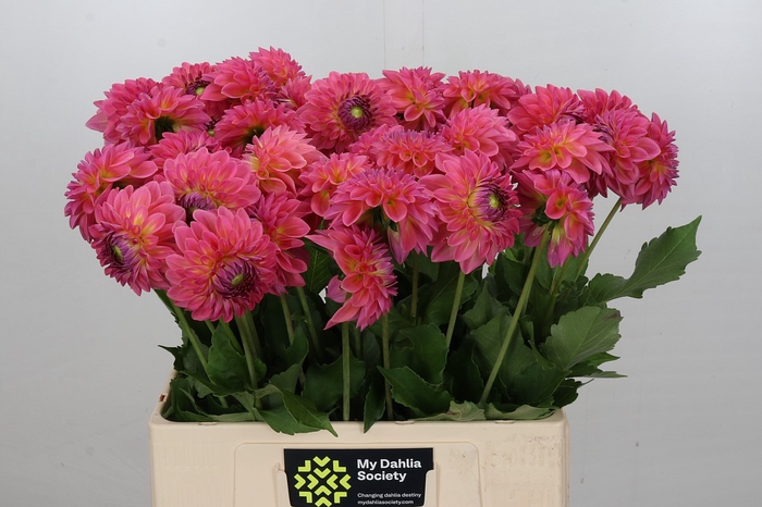 <h4>Dahlia Barbados</h4>