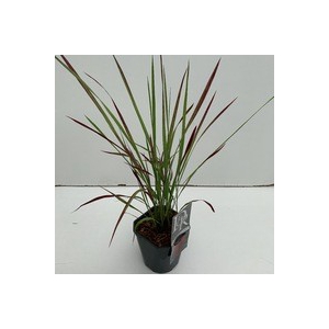 Imperata 'Red Baron' P17 (2ltr)