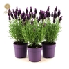 Lavandula Anouk