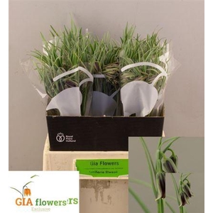 Fritillaria Elwesii