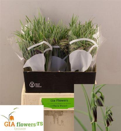 <h4>Fritillaria Elwesii</h4>