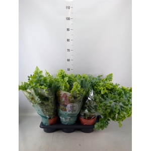 Phlebodium aureum 'Davana'