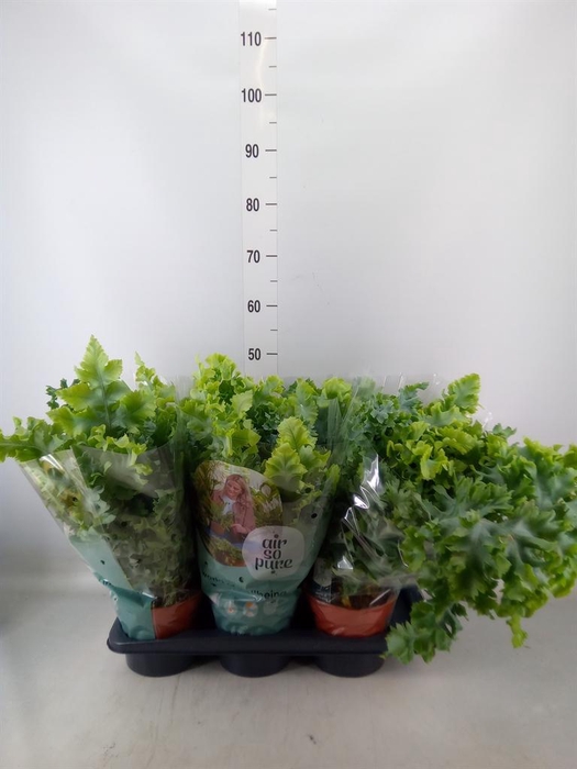 <h4>Phlebodium aureum 'Davana'</h4>