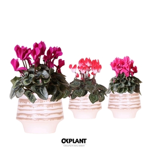 Cycl Per Gemengd Keramiek Moonstone White